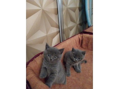 Orjinal british shorthair kedilerimiz