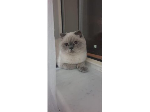 Scottish fold