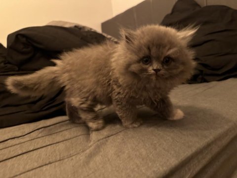 2 aylık muhteşem ve özel british longhair