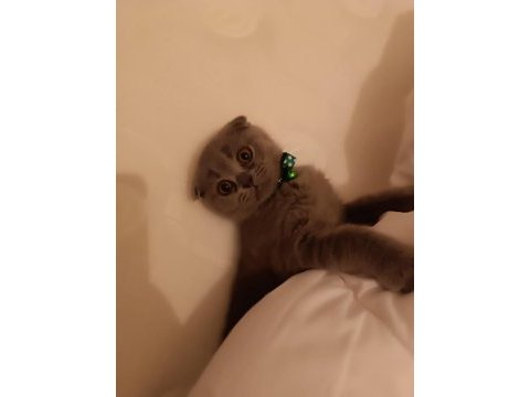 Scottish fold yavru 3 aylık