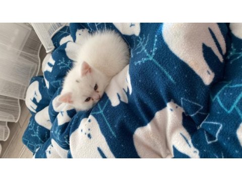 Yavru british shorthair cana yakın cins