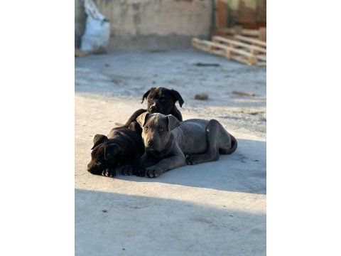 Cane corso köpeği bebekler