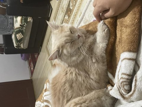 British longhair 9 aylık