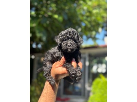 Eşsiz güzellikteki toy poodle bebekler