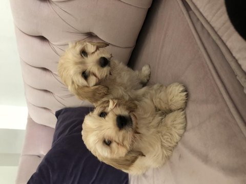 Cockapoo bebekler tüy dökmez çok uygun