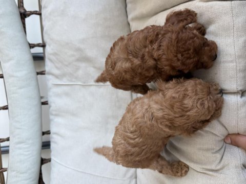45 günlük 2 dişi toy poodle