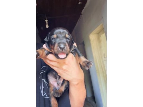 Europan üst düzey doberman yavrular