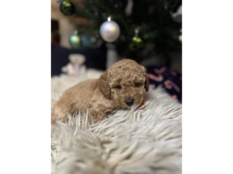 Toy poodle yavrular