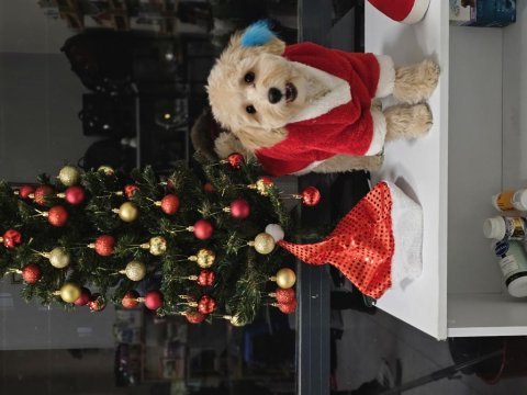 Poodle ayarında maltipoo