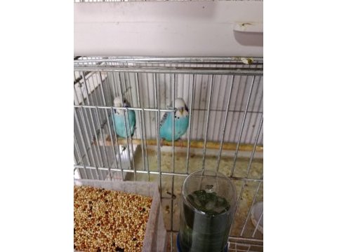 Satılık muhabbet kuşu takımlarımız