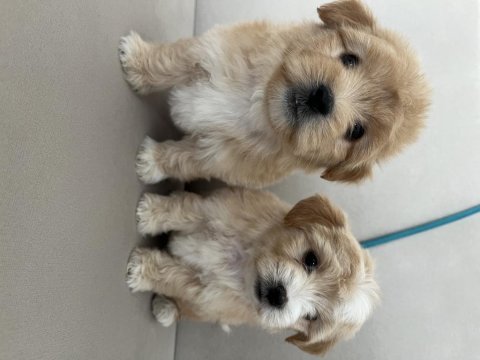 Kaliteli maltipoo yavruları için ulaşabilirsiniz