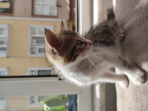 Calico-tekir mavi gözlü yavru kedim