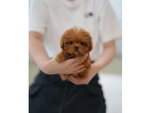 Kore teacup maltipoo yeni yavrularımız
