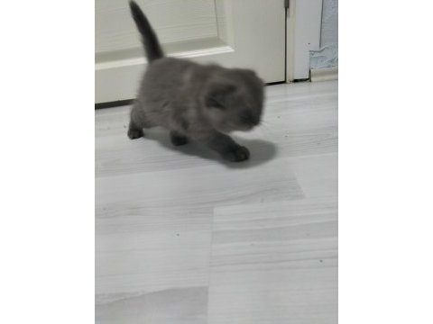 Yeni yuvası için hazır scottish fold