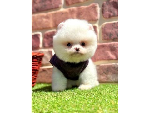 Safkan pomeranian boo bebekler