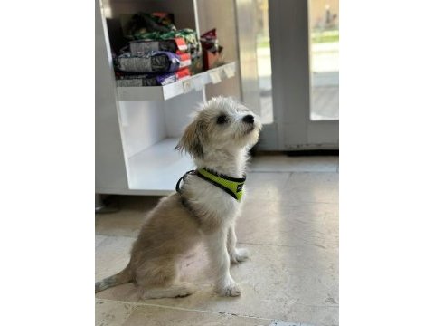 Terrier köpeği