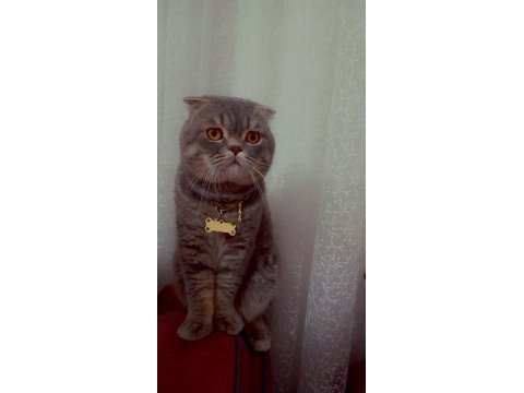 Scottish fold simba için maalesef yeni yuva arıyoruz