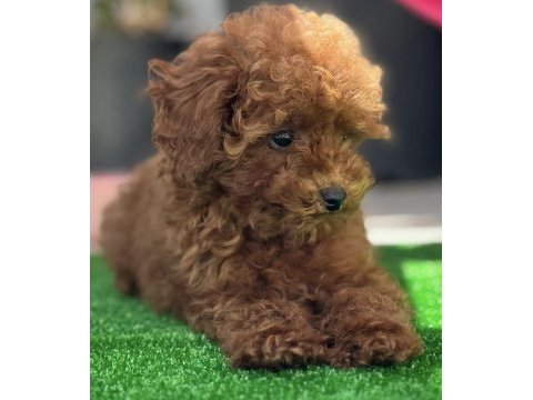 Orjinal kore toy poodle yavrularımız