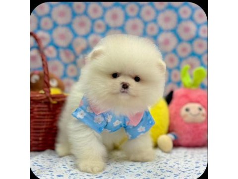 Safkan pomeranian yavrular