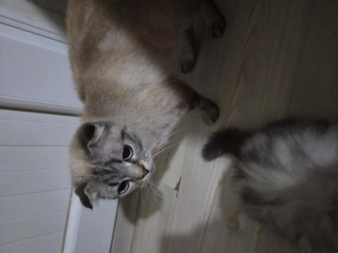 Sıfır ücretsiz british shorthair