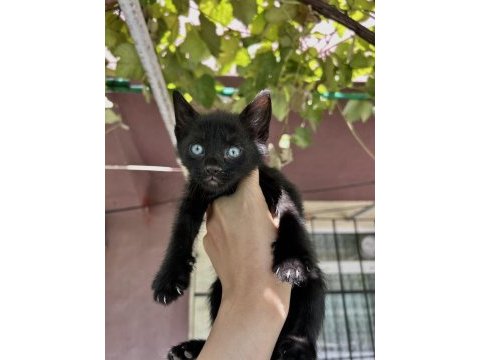 Çok hareketli yavru kedimiz