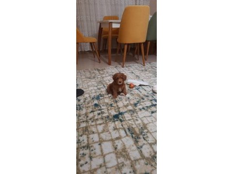 Bal gibi toy poodle bebek