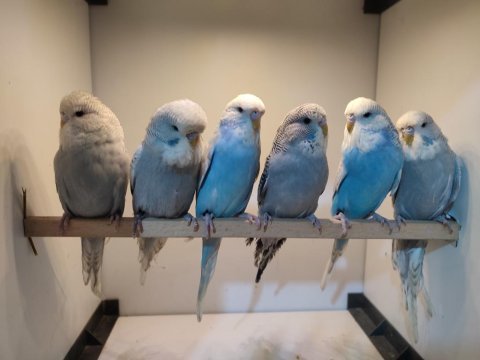 Show jumbo dişi muhabbet kuşu yavrular çok uyguna