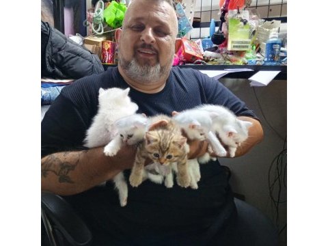 Teslime hazır iran kedisi yavrular