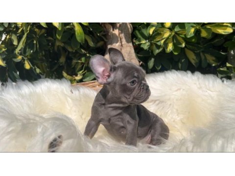 Exotic renk french bulldog yavrularım
