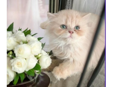 British longhair dişi