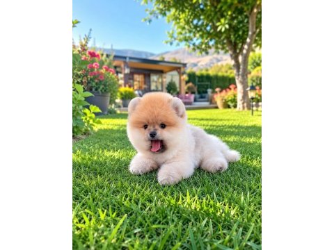 Ayı surat turuncu pomeranian boo teddy