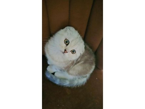 Beyaz scottish fold yavrumuza yeni yuva arıyoruz