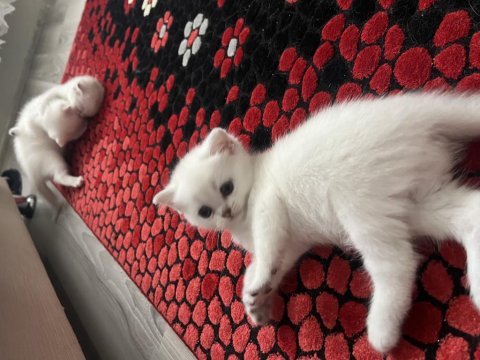 Scottish fold 45 günlük