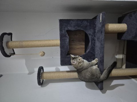 British shorthair tiger desen