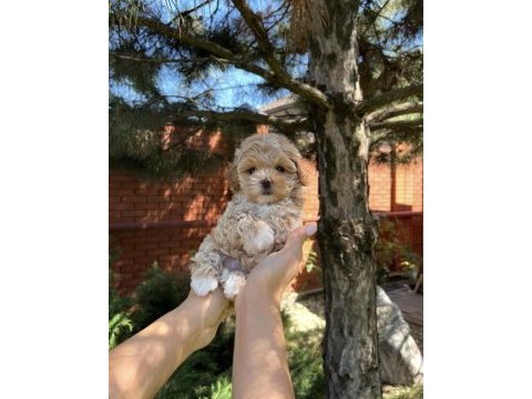 Garantili kore teacup maltipoo yavrularımız