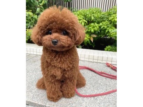 Eğitimli toy poodle bebeklerim