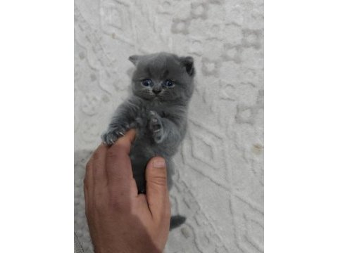 British shorthair kedisi