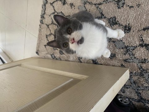 British shorthair 4 aylık