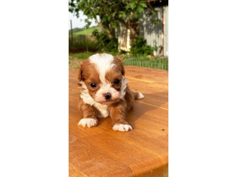 Maltipoo bebeklerim
