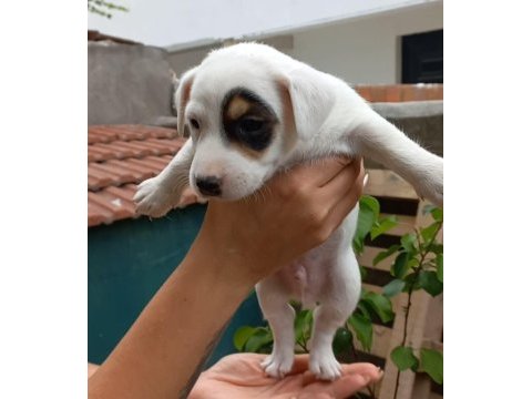 Yavru jack russell