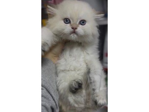 Ay1233 safkan british longhair gollden point erkek