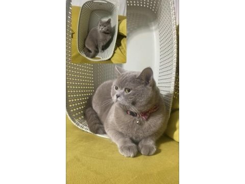 Kedi sahiplendirmek istiyorum