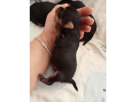 Orjinal 2 erkek yorkshire terrier