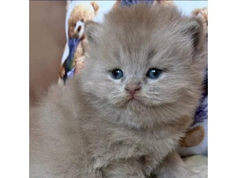 British longhair yavru