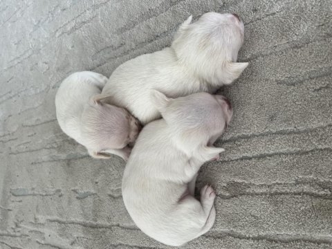 Yavru chihuahua köpekler