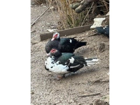 Damızlık amerikan pekin ördeği