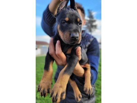 Doberman yavrularımız ırk garantilidir
