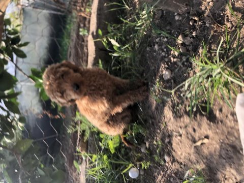 Antalya toy poodle