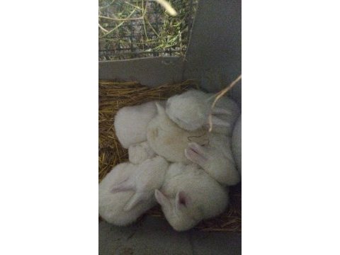 Yeni zellanda tavşan