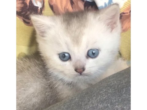 Orjinal british longhair yavrumu sahiplendiriyorum